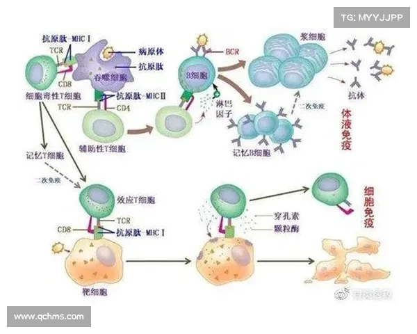 以斯亚甲蛋白在免疫系统中的作用及其与肿瘤免疫逃逸机制的关系研究 以斯亚甲蛋白在免疫系统中的作用及其与肿瘤免疫逃逸机制的关系研究